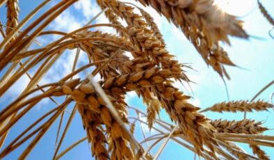 Buğday fiyatlarında yükseliş