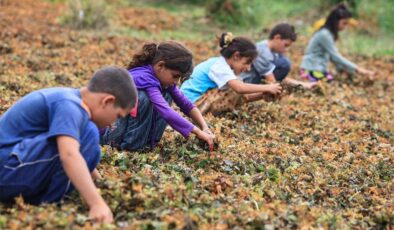 Bugün Dünya Çocuk İşçiliği ile Mücadele Günü: Son dokuz yılda en az 556 çocuk çalıştırılırken öldü!