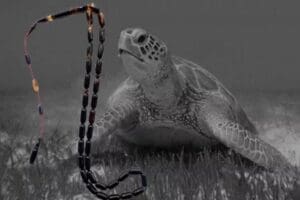 D&uuml;nya nesli tehlike altındaki t&uuml;rlerden caretta carettaların kabuklarından yapılan tespihler,
