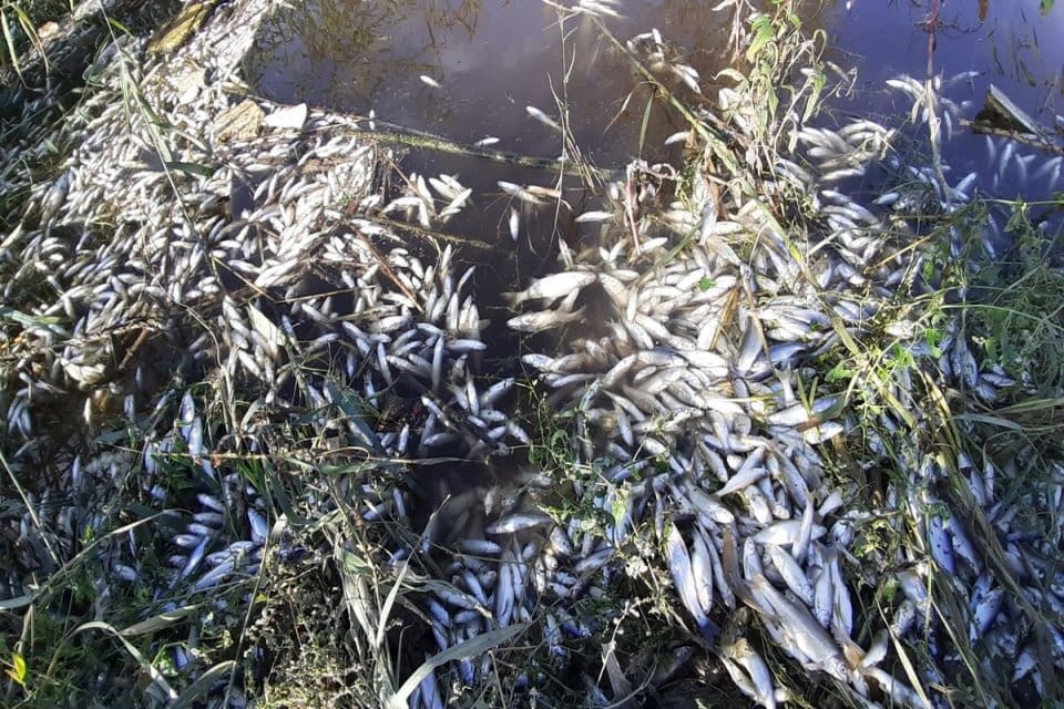 Aydın'ın S&ouml;ke il&ccedil;esinde,&nbsp;B&uuml;y&uuml;k Menderes Nehri'nin ge&ccedil;tiği Sarıkemer Mahallesi'ndeki taş k&ouml;pr&uuml;de&nbsp;biriken