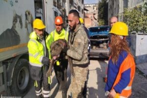 İzmir B&uuml;y&uuml;kşehir Belediyesi ekipleri deprem b&ouml;lgesinde 126 k&ouml;pek, 101 kedi,