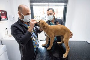 İzmir Büyükşehir Belediyesi'nin sokak hayvanlarına yardım eli uzatmak için oluşturduğu