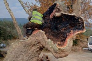 İzmir Büyükşehir Belediyesi Menemen Çaltı’da tedavi edilen 950 yıllık menengiç