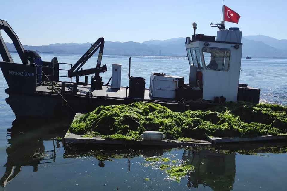 İzmir K&ouml;rfezi&rsquo;nde mevsimsel koşullar nedeniyle oluşan deniz marulları İzmir B&uuml;y&uuml;kşehir