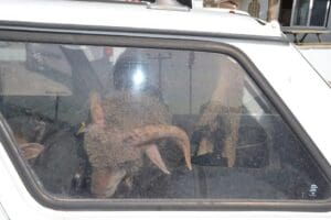 K&uuml;tahya&rsquo;nın Simav il&ccedil;esinde 2 otomobil ile 2 k&uuml;&ccedil;&uuml;kbaş hayvan &ccedil;alan