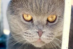 İstanbul Esenyurt'ta bir kişi zemin kattaki evin 'Oscar' adlı kedisini