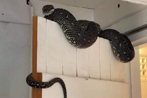 Sosyal medya Avustralya'dan gelen bu g&ouml;r&uuml;nt&uuml;y&uuml; konuşuyor.&nbsp;Evinin bodrum karında bulunan