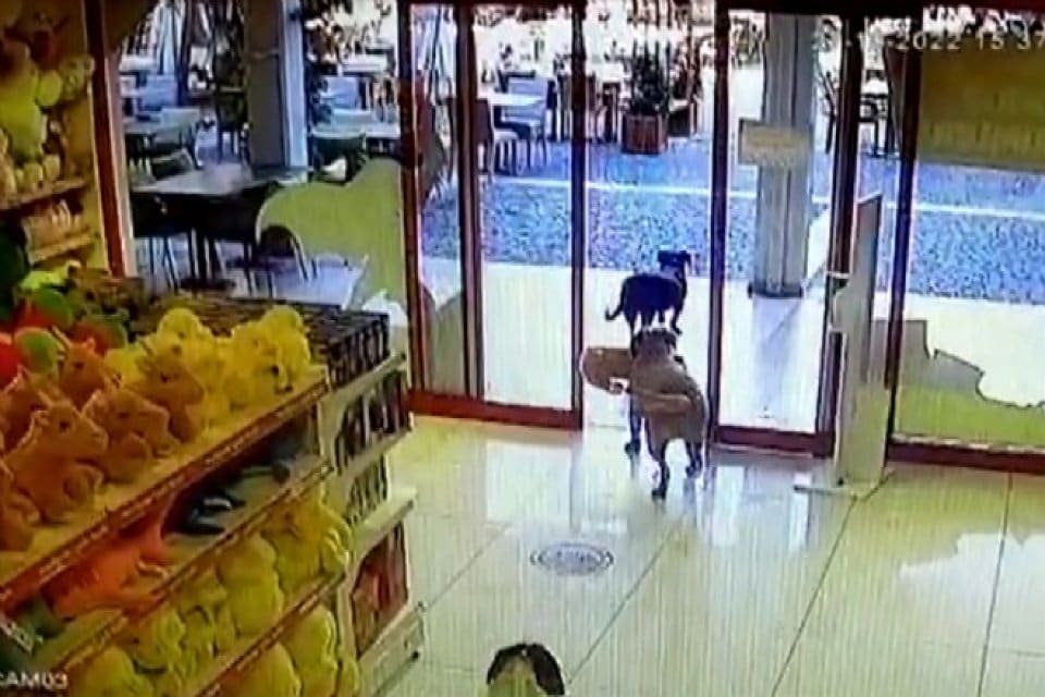 Muğla'nın Bodrum il&ccedil;esinde, girdikleri oyuncak&ccedil;ıdan biri ağzında pel&uuml;ş k&ouml;pekle &ccedil;ıkan