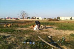 İzmir Büyükşehir Belediyesi, sokak hayvanları için tüm sene boyunca aralıksız