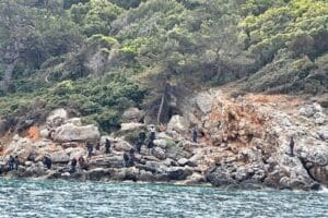 &nbsp; Yunan unsurlarınca geri itilen 31 ka&ccedil;ak g&ouml;&ccedil;men Sahil G&uuml;venlik