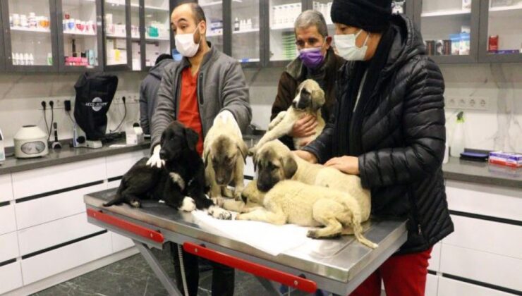 Caniler hiç acımadı… Dört köpek telef oldu, beş yavru tedavi altına alındı