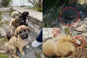 İzmir&rsquo;in &Ccedil;eşme il&ccedil;esinde mahallelinin beslediği 4 yavru k&ouml;pekten 1'i başı