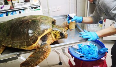 Caretta caretta kaplumbağası ateşli silahla yaralanmış