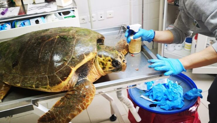 Caretta caretta kaplumbağası ateşli silahla yaralanmış