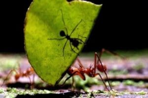Bilim insanları, ilk kez karıncaların kanseri teşhis edebileceğini saptadı. Yeni