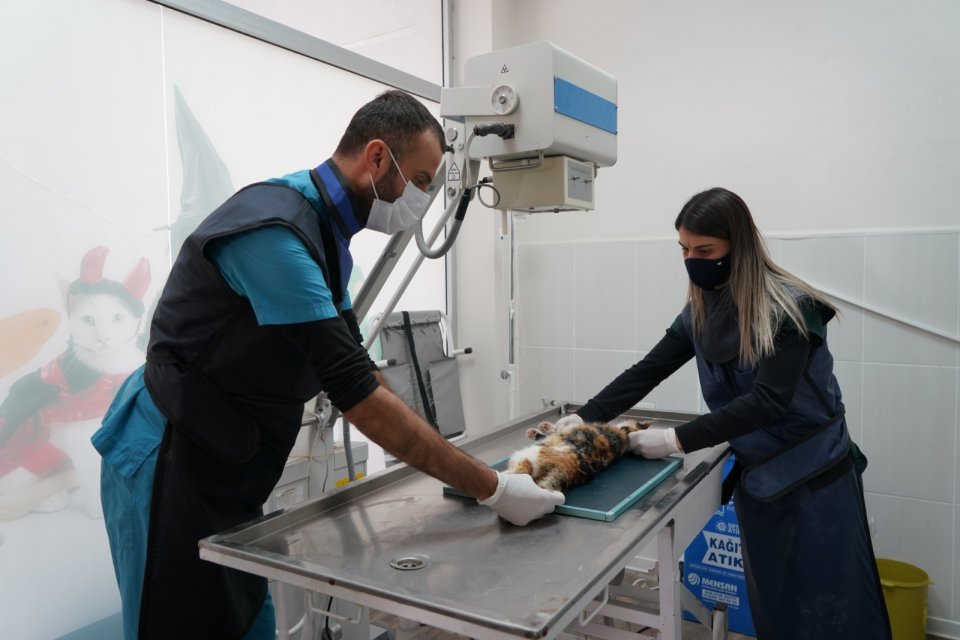 Çeşme Belediyesi ilçede yaşayan sokak hayvanları için ücretsiz Veteriner Kliniği
