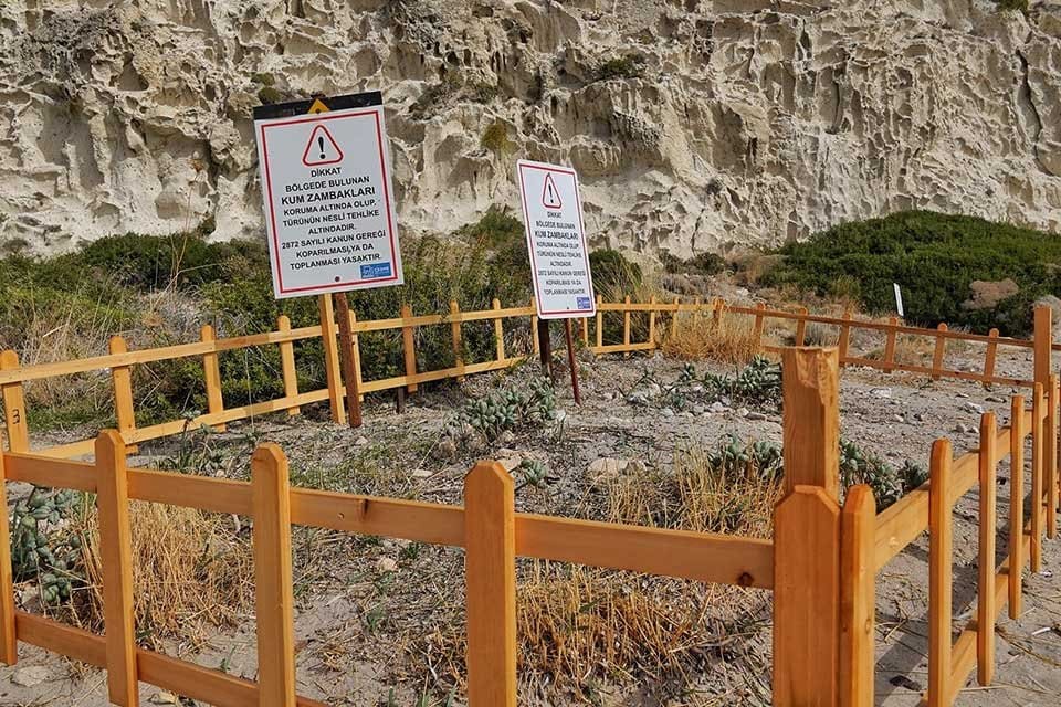&Ccedil;eşme&rsquo;de sahili s&uuml;sleyen ve endemik bir bitki t&uuml;r&uuml; olan kum