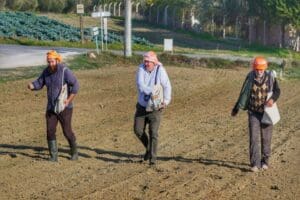 Yerli tohumlara sahip &ccedil;ıkarak, Karakıl&ccedil;ık Buğdayı, Sakız ve Anason&rsquo;un ardından