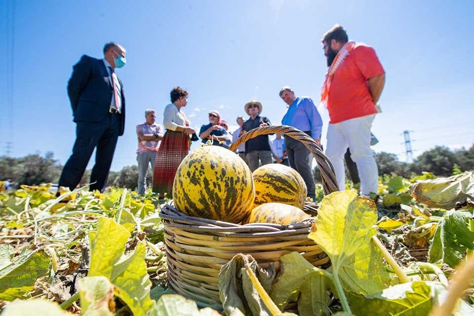 Lezzeti ve kendine has aromasıyla &uuml;nl&uuml; &Ccedil;eşme kavunu, T&uuml;rk Patent