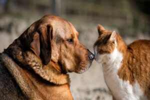 CHP İzmir Milletvekili Kani Beko, 2019 yılında Meclis Hayvan Hakları
