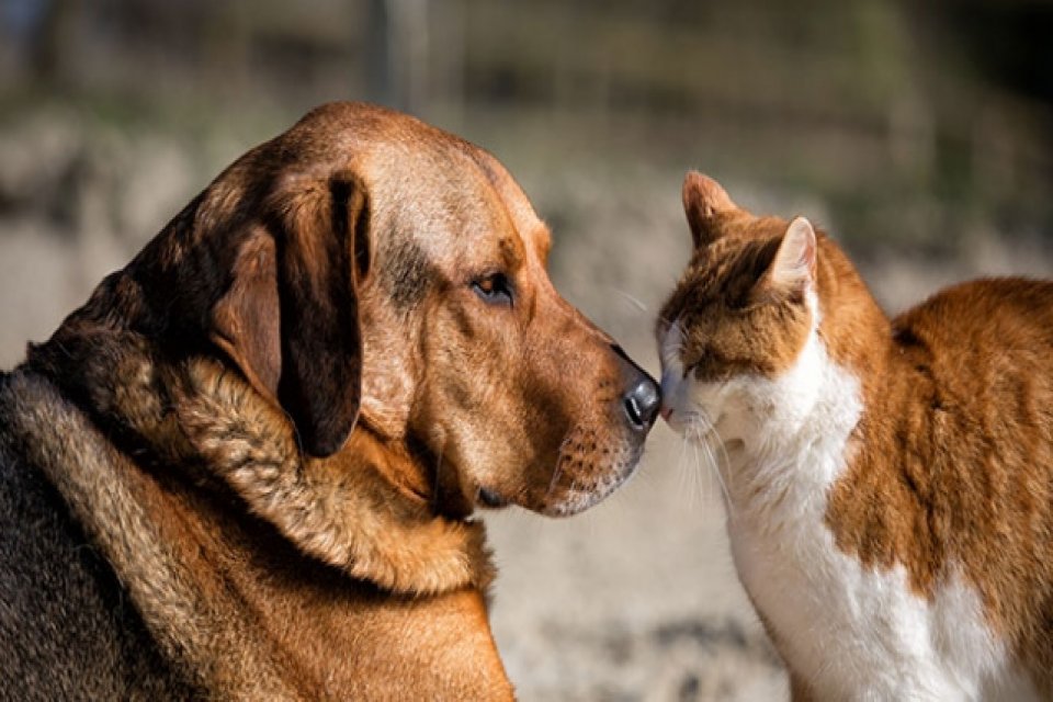 CHP İzmir Milletvekili Kani Beko, 2019 yılında Meclis Hayvan Hakları