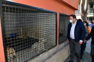 &Ccedil;iğli Belediyesi, yaklaşan kış ayları &ouml;ncesinde sokaklarda yaşayan kedi ve