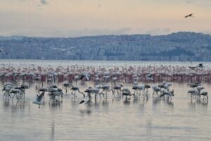 &Ccedil;iğli Belediyesi tarafından hazırlanan ve T&uuml;rkiye&rsquo;deki ilk flamingo belgeseli olan