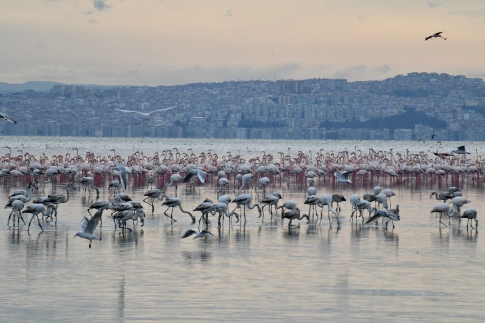 &Ccedil;iğli Belediyesi tarafından hazırlanan ve T&uuml;rkiye&rsquo;deki ilk flamingo belgeseli olan