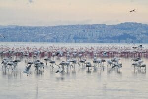 &Ccedil;iğli Belediyesi tarafından hazırlanan T&uuml;rkiye'deki ilk flamingo belgeseli olan &ldquo;Pembe