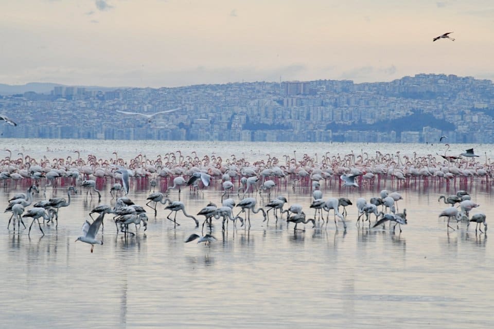 &Ccedil;iğli Belediyesi tarafından hazırlanan T&uuml;rkiye'deki ilk flamingo belgeseli olan &ldquo;Pembe