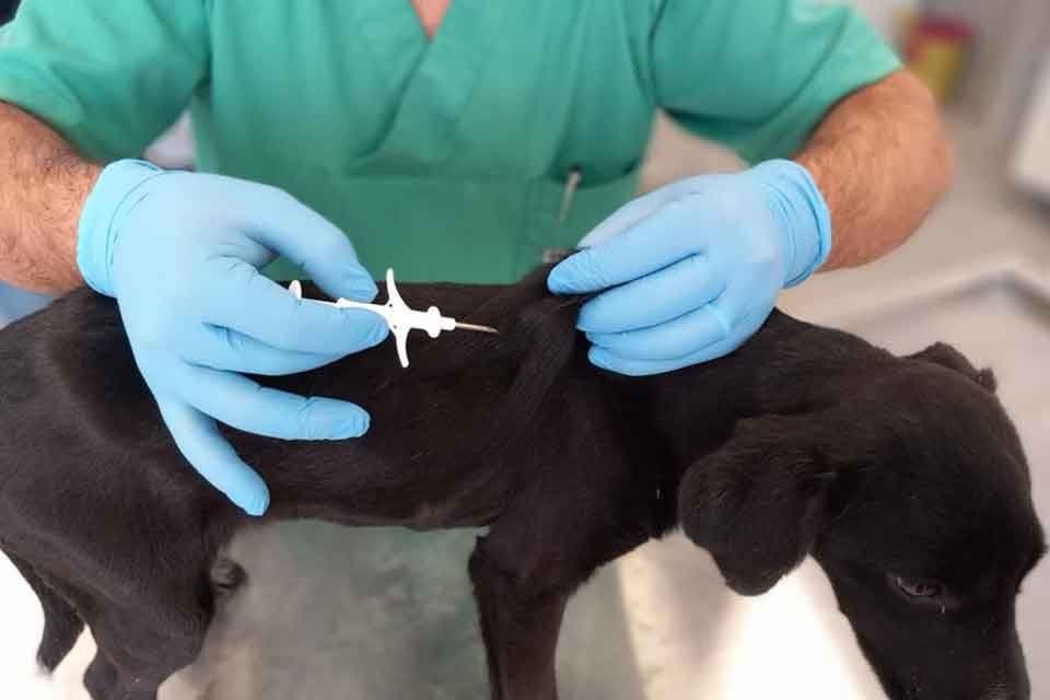 Sokakta yaşayan k&ouml;pekleri kayıt altına almak i&ccedil;in &ccedil;alışmalarını s&uuml;rd&uuml;ren İzmir
