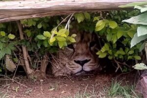 Kenya&rsquo;da &lsquo;&ccedil;itin arkasında aslan saklanıyor&rsquo; ihbarları &uuml;zerine olay yerine gelen