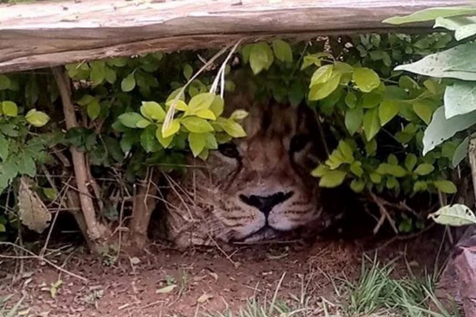Kenya&rsquo;da &lsquo;&ccedil;itin arkasında aslan saklanıyor&rsquo; ihbarları &uuml;zerine olay yerine gelen