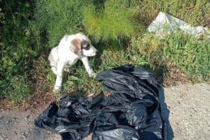 Muğla'nın Bodrum il&ccedil;esinde, 3 kat &ccedil;&ouml;p poşeti i&ccedil;erisine konulup, yol