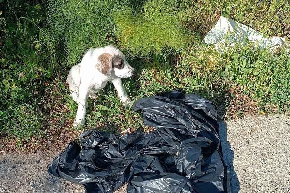 Muğla'nın Bodrum il&ccedil;esinde, 3 kat &ccedil;&ouml;p poşeti i&ccedil;erisine konulup, yol