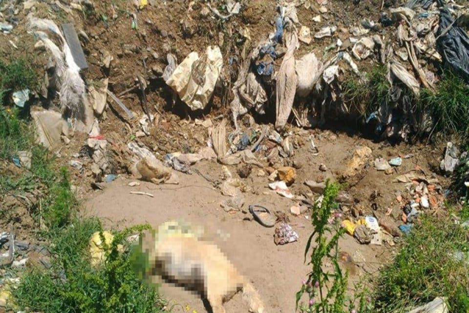 Sakarya'nın Kocaali il&ccedil;esinde sokak hayvanlarını beslemek i&ccedil;in &ccedil;&ouml;pl&uuml;ğe giden hayvanseverler,