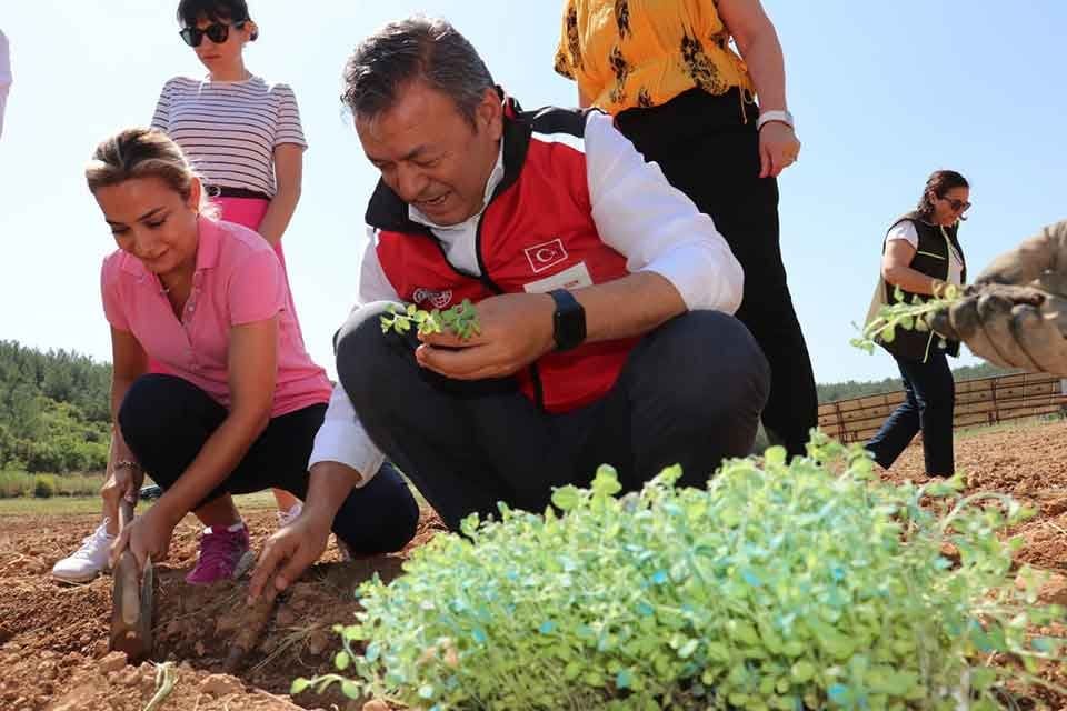 İzmir&rsquo;de tıbbi ve aromatik bitkiler yaygınlaşmaya devam ediyor. İl Tarım