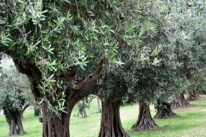 Danıştay 8. Daire, zeytinlik alanlarda maden faaliyeti y&uuml;r&uuml;t&uuml;lebilmesinin &ouml;n&uuml;n&uuml; a&ccedil;an