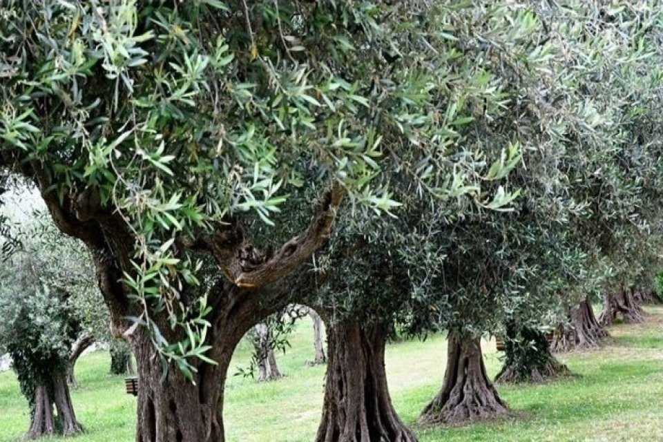 Danıştay 8. Daire, zeytinlik alanlarda maden faaliyeti y&uuml;r&uuml;t&uuml;lebilmesinin &ouml;n&uuml;n&uuml; a&ccedil;an