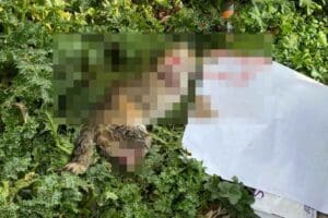 MANİSA'nın Turgutlu il&ccedil;esinde bir kedi, daha 4 bacağı kesili halde
