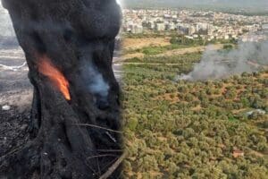 Aydın'ın Nazilli il&ccedil;esinde, 60 yıllık zeytin ağa&ccedil;larının bulunduğu bah&ccedil;eli evde