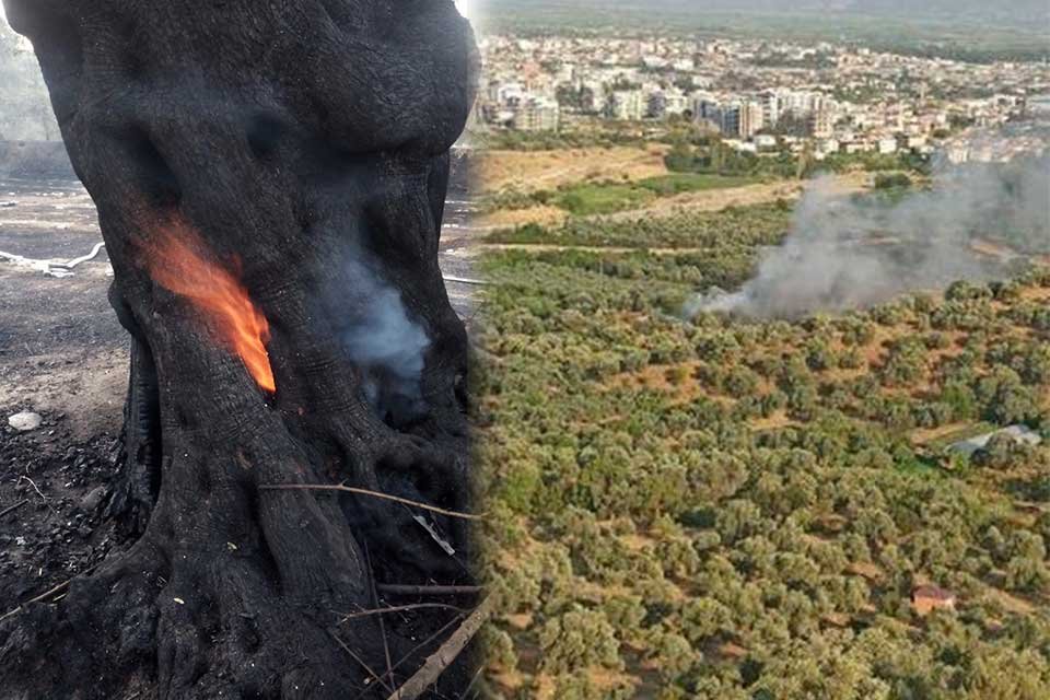 Aydın'ın Nazilli il&ccedil;esinde, 60 yıllık zeytin ağa&ccedil;larının bulunduğu bah&ccedil;eli evde