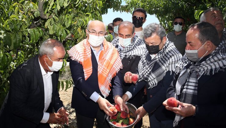 İzmir Valisi Köşger, Selçuk'ta şeftali hasadına katıldı