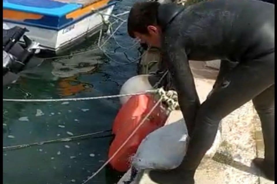 İZMİR&rsquo;in Urla il&ccedil;esinde d&uuml;zenlenen iki operasyonda yaklaşık 620 kilogram deniz