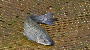Manisa'nın baraj g&ouml;letlerinde yetiştirilen alabalıklar, d&uuml;nyanın d&ouml;rt bir yanına g&ouml;nderiliyor.