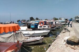 İzmir'in Karşıyaka il&ccedil;esinde halk arasında 'deniz marulu' olarak bilinen 'ulva