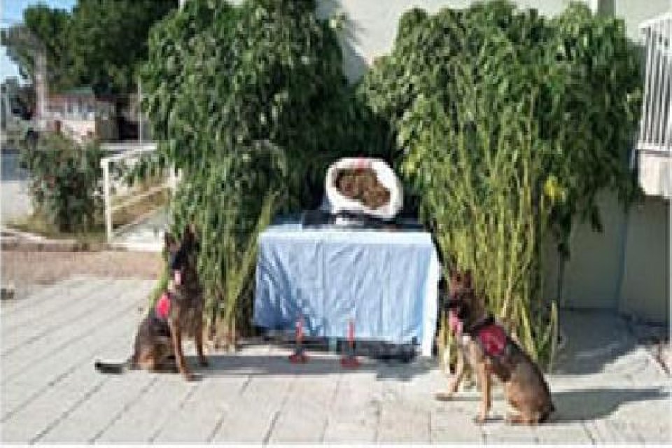 Denizl'nin Baklan il&ccedil;esinde, &nbsp;jandarma tarafından d&uuml;zenlenen uyuşturucu operasyonunda 1 kişi