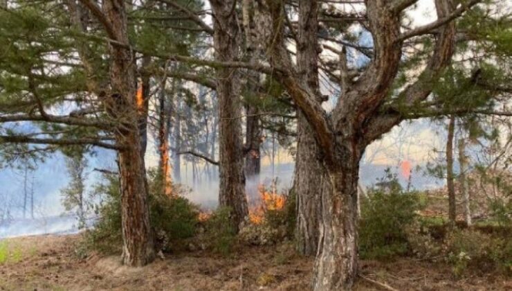 Denizli'de orman yangını: 4 hektar alan kül oldu