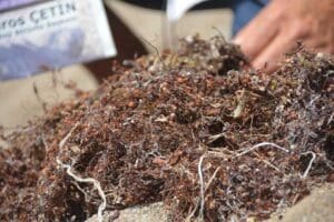 İzmir'in Dikili il&ccedil;esi kıyılarında 'Sargassum' t&uuml;r&uuml; yosunlar g&ouml;r&uuml;lmeye başladı. Biyolog
