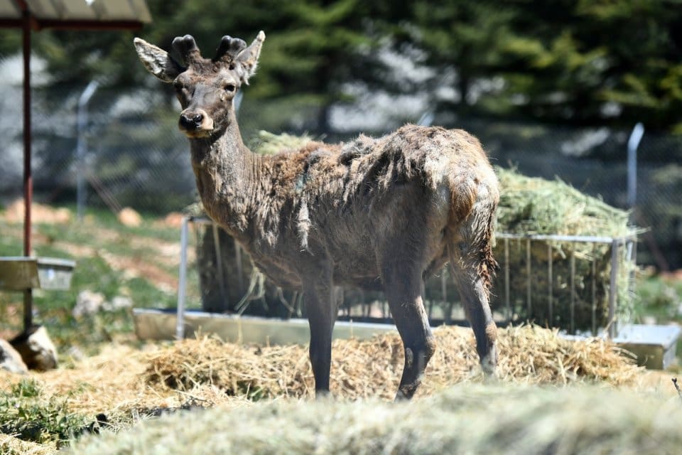 İzmir B&uuml;y&uuml;kşehir Belediyesi Doğal Yaşam Parkı&rsquo;nda d&uuml;nyaya gelen 5 erkek